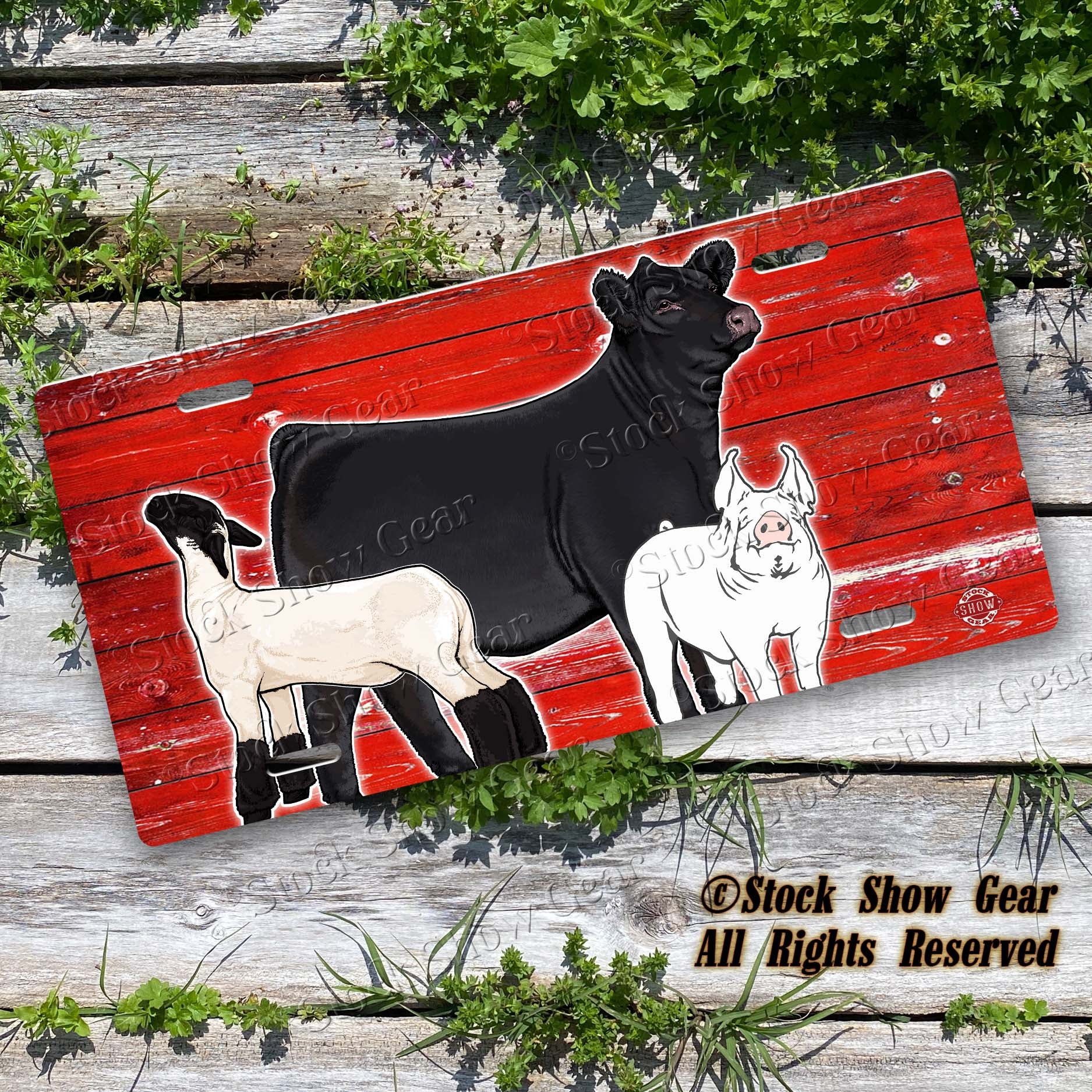Black Angus Heifer and Friends License Plate Design
