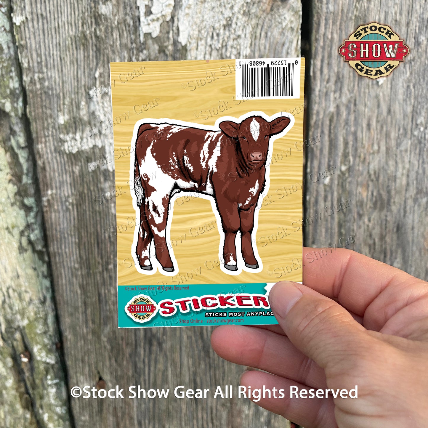 Shorthorn Cattle Stickers - Variety of Designs